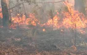 Desaprensivos provocan incendios forestales en zona de Verón Punta Cana