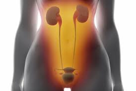 Científicos buscan una solución a la incontinencia urinaria