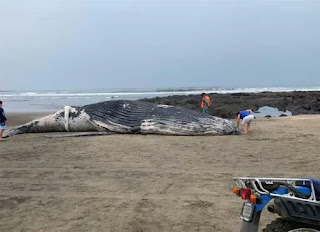 Hallan una ballena jorobada muerta en una playa del Pacífico de Nicaragua
