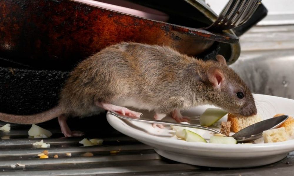 Nueva York obligará a los restaurantes a usar contenedores herméticos contra las ratas