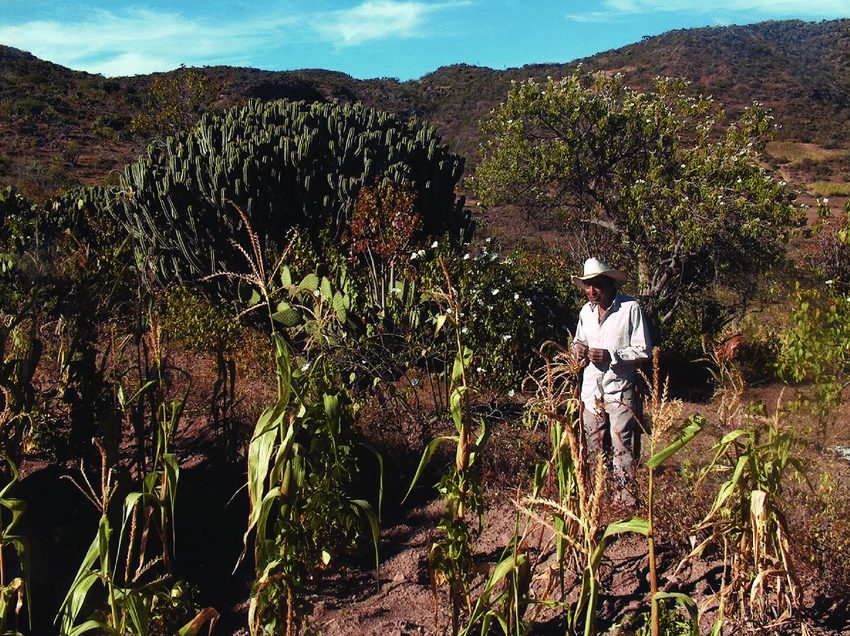 Sistemas agrarios de Ecuador, México y Brasil reciben el máximo reconocimiento de la FAO