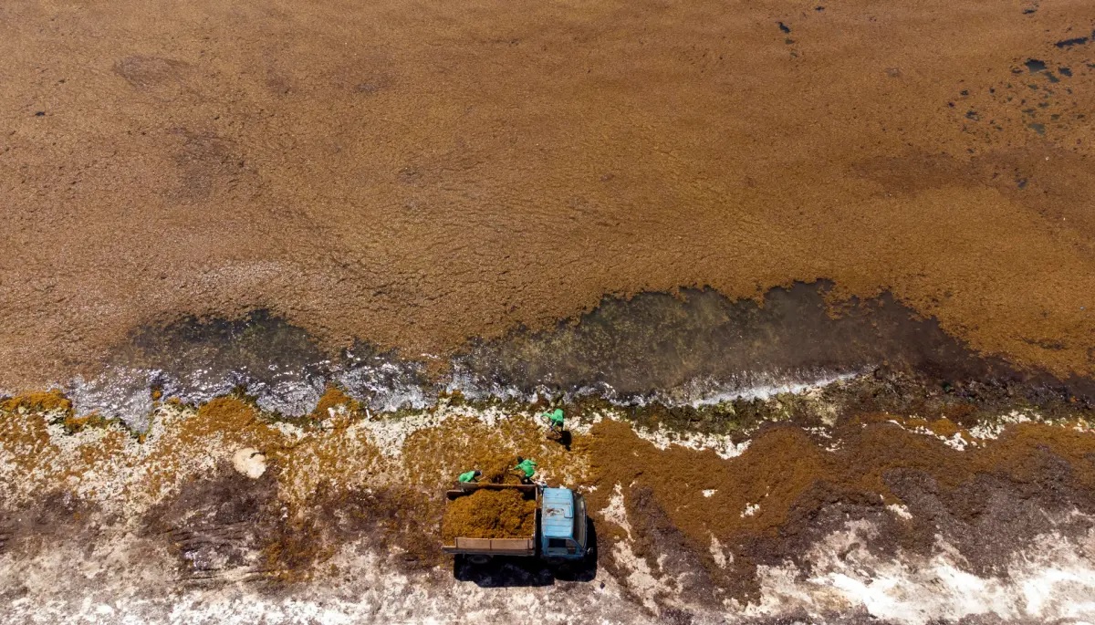 Asociación Estados del Caribe pide respuesta urgente ante el sargazo