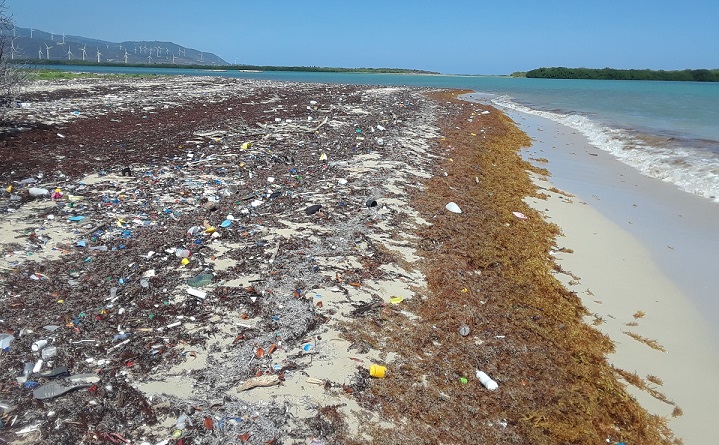 Sargazo disminuye en playas Golfo de México y el Caribe