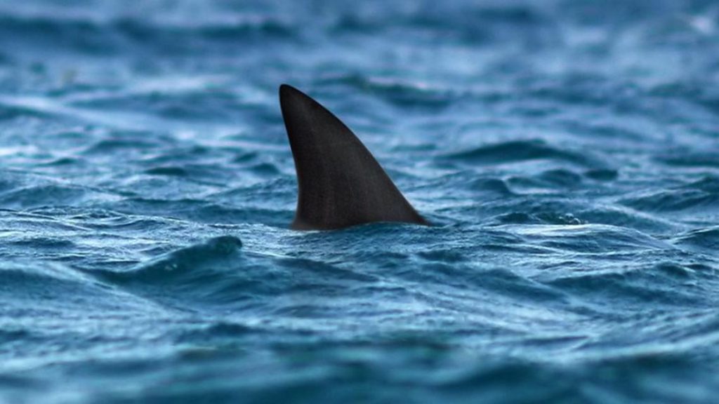 Cierran una de las playas más icónicas de Nueva York por el ataque de un tiburón