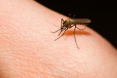 Salud Pública reporta un caso de malaria importado