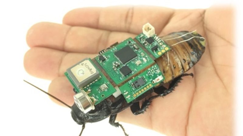 Ya se pueden fabricar ‘cucarachas cíborg’ en serie