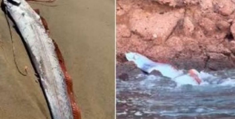 Aparecen en México dos ‘peces del juicio final’