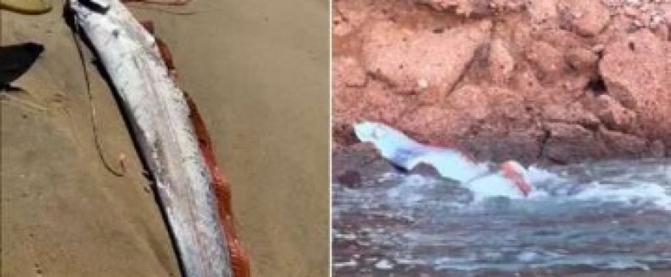 Aparecen en México dos ‘peces del juicio final’