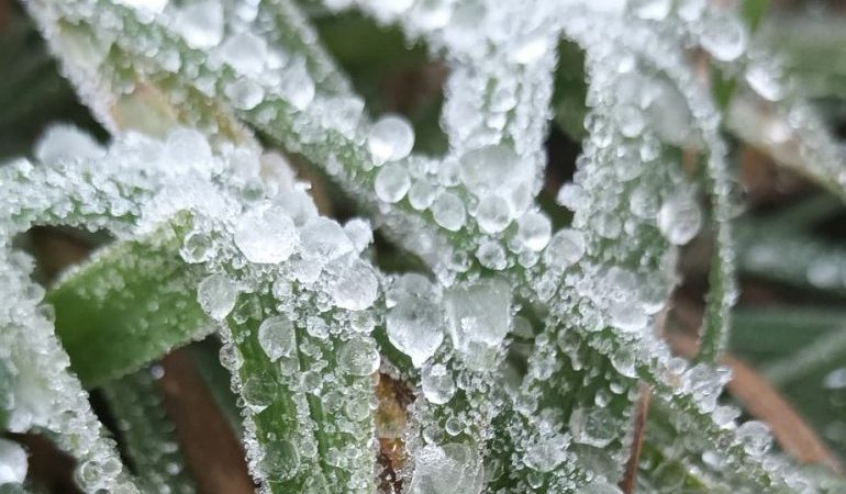 Bajas temperaturas en Valle Nuevo, Constanza provoca heladas y escarchas en vegetación n
