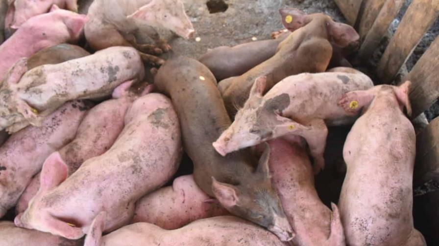 Gobierno elimina en Dajabón cerdos afectados por fiebre porcina