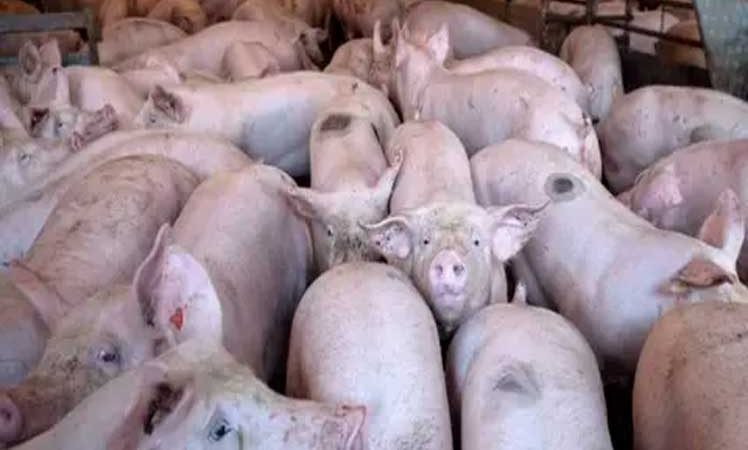 Peligra ganadería porcina al aparecer otra vez, brote de fiebre porcina en Dajabón