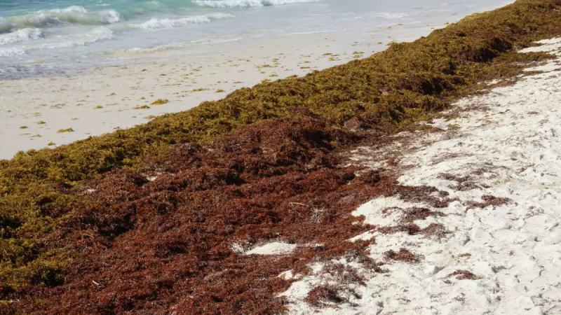 RD pide a UNESCO reconocer sargazo como una emergencia