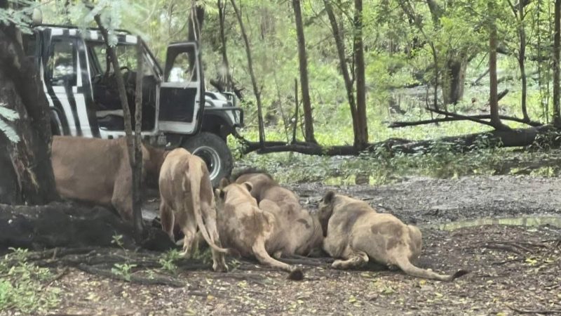 Cuidador de zoológico ignora las reglas y es devorado por una manada de leones