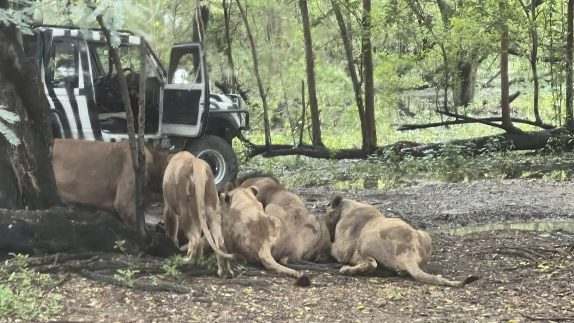 Cuidador de zoológico ignora las reglas y es devorado por una manada de leones