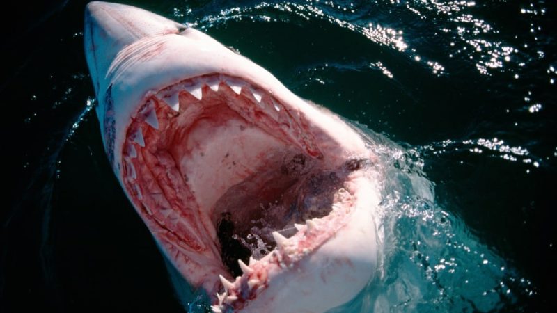 Tiburón ataca a un bañista durante los festejos del 4 de julio en Nueva York
