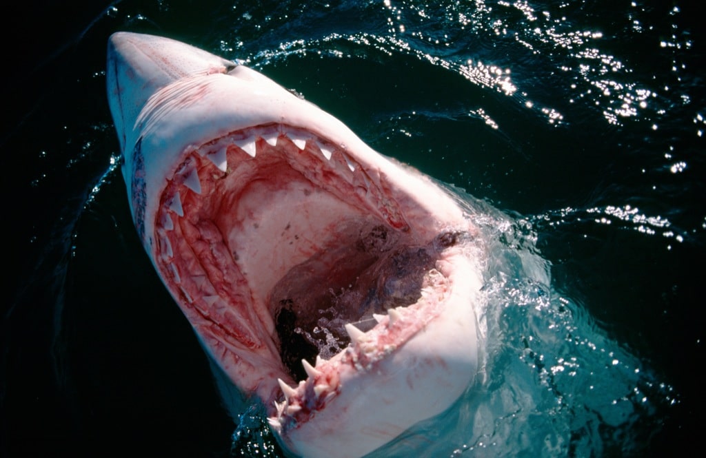 Tiburón ataca a un bañista durante los festejos del 4 de julio en Nueva York